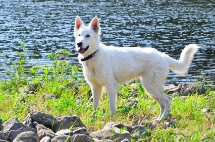 Haushund Daika